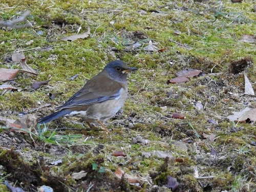 太陽が丘へ一人探鳥会に♪_f0333178_21504000.jpg