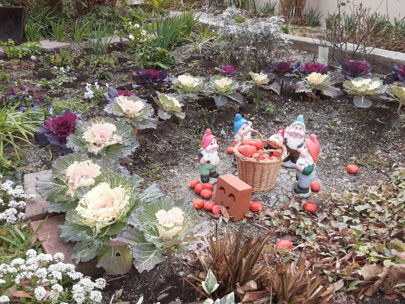 ソテツの実で遊びました 病院の花壇 No10 病院の庭