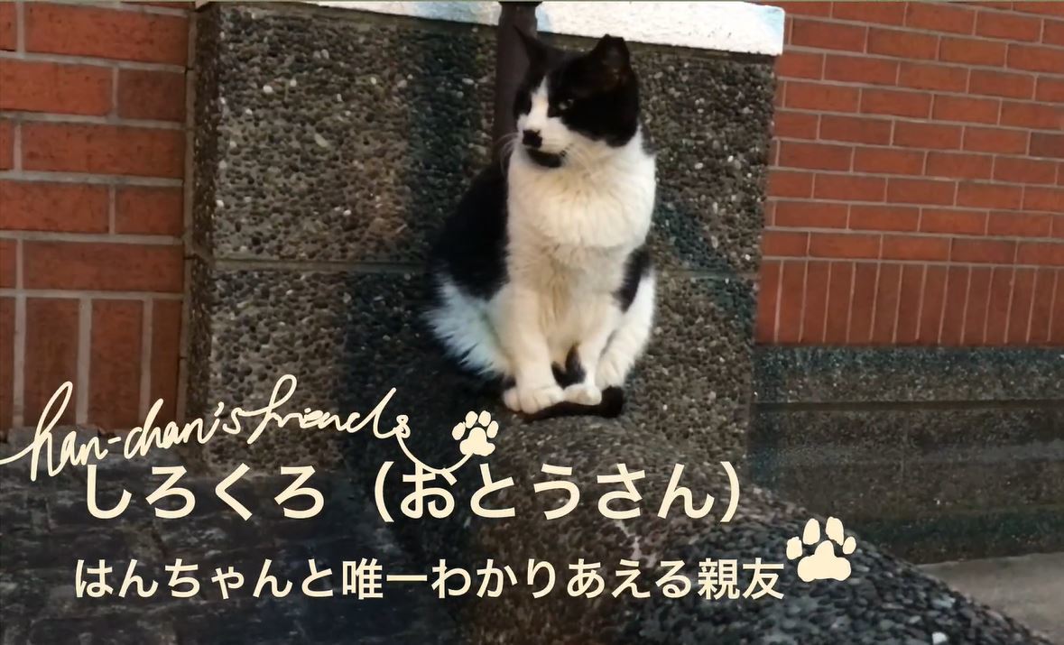 全館猫尽くしを楽しむ10の方法 その5_b0134195_09585338.jpg