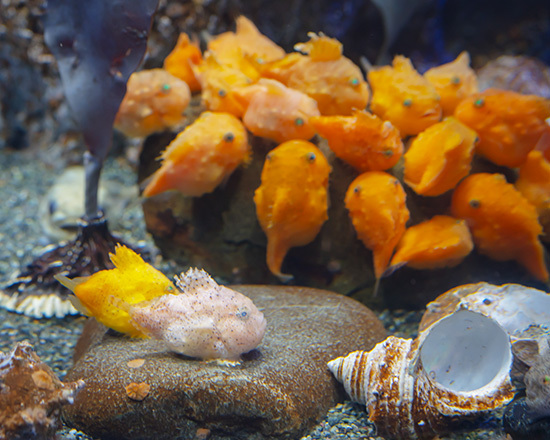 えのすいの可愛い魚と動物 エーデルワイスブログ
