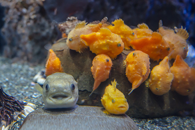 えのすいの可愛い魚と動物 エーデルワイスブログ