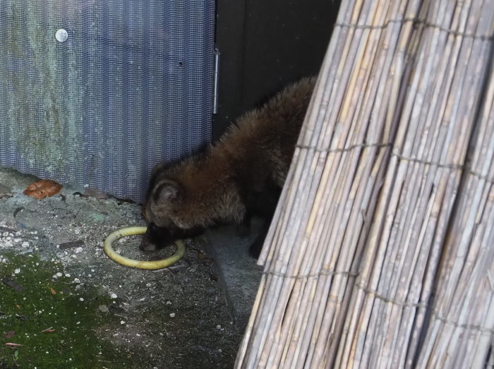 タヌキが居た!_c0116915_22340570.jpg