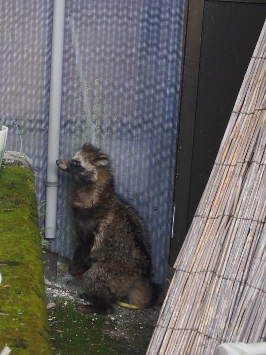 タヌキが居た!_c0116915_22362680.jpg