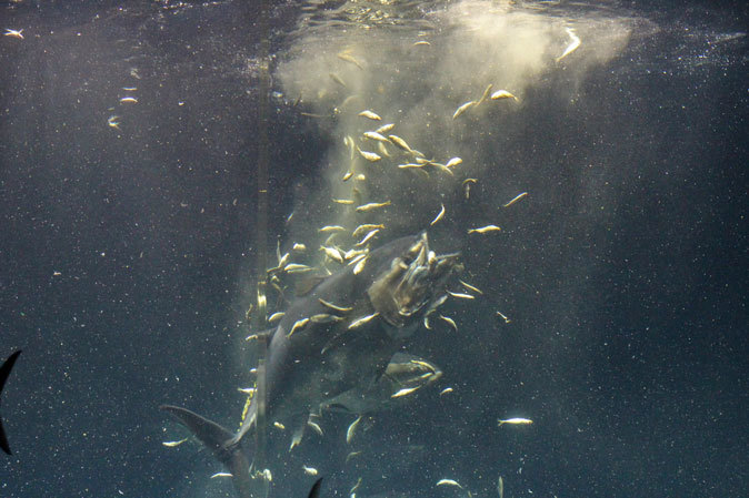 クロマグロの給餌（葛西臨海水族園）_b0355317_22010026.jpg