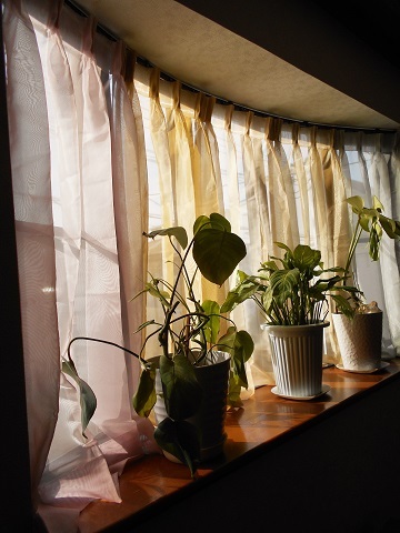 出窓のカーテン 観葉植物 Eri Quilt日記3