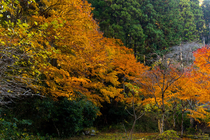 2020紅葉きらめく丹波　晩秋の慧日寺_f0155048_23573506.jpg