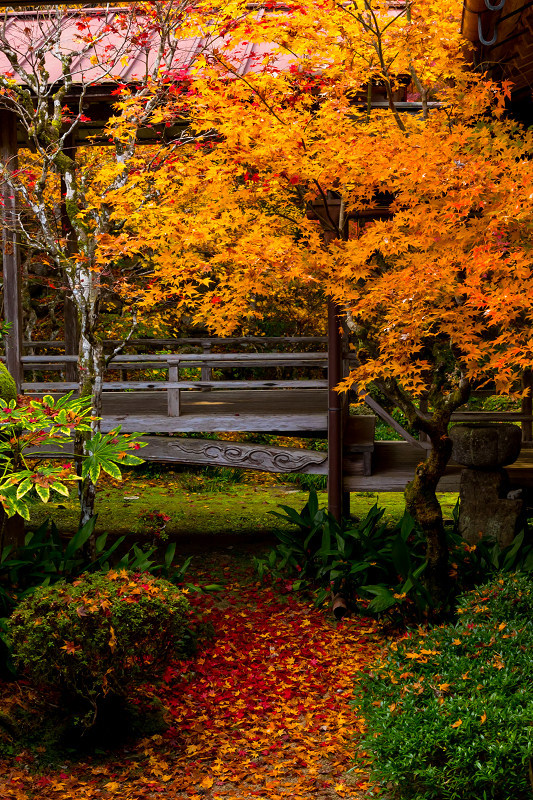 2020紅葉きらめく丹波　晩秋の慧日寺_f0155048_23594740.jpg