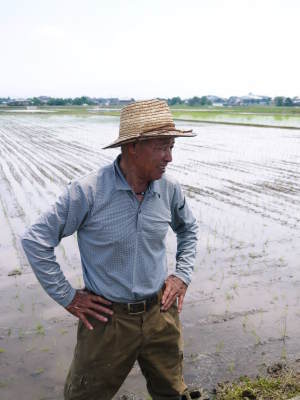 熊本県菊池市七城町「砂田のこだわりれんげ米」大好評販売中!令和3年の栽培の様子!れんげの発芽_a0254656_17243873.jpg