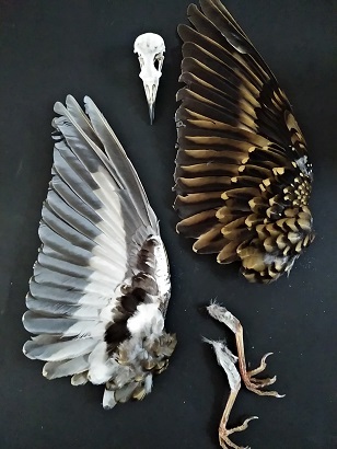 トラツグミ。 : 古道具ときどき猫。