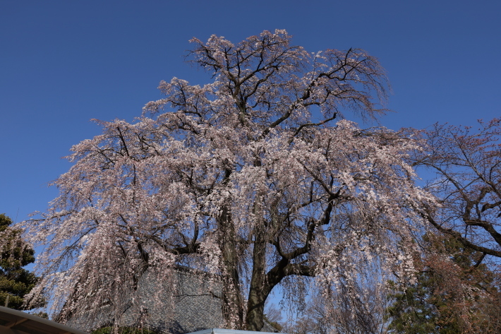 2020年 桜10選_b0369971_18044159.jpg