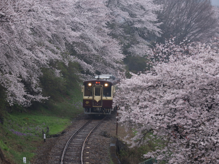 2020年 桜10選_b0369971_18115624.jpg