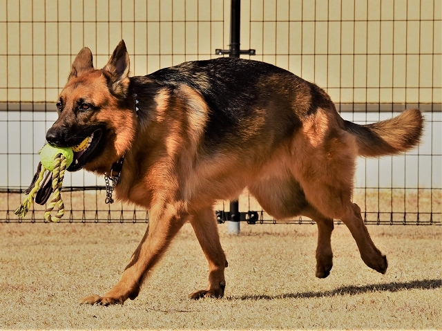 初心者が大型犬を飼う・環境編_d0360206_22542057.jpg