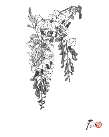 鬼除けの藤の花 21 01 27放送分 朝野家スタッフのblog