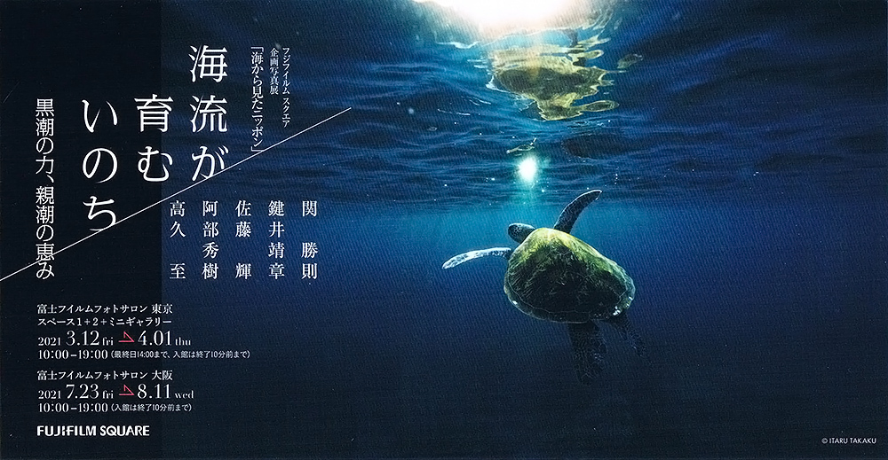 屋久島のザトウクジラのこと_b0186442_10174934.jpg