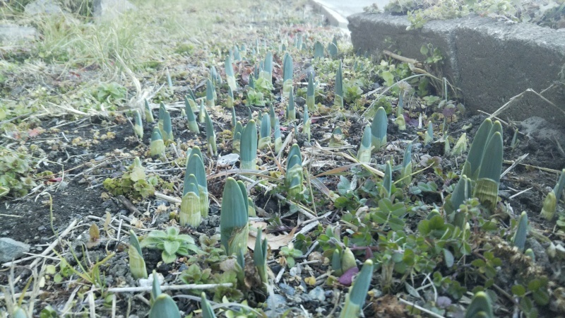 　大寒　水仙の芽が出て来ました_a0069056_16442775.jpg