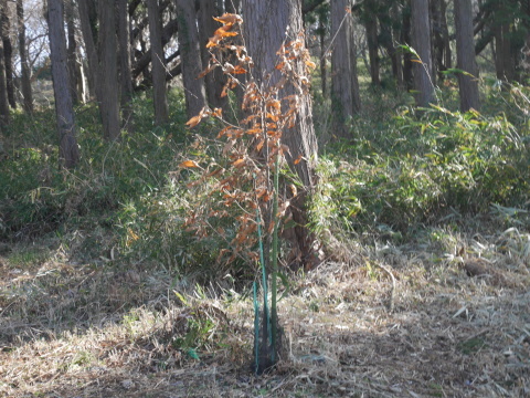 令和２年度植栽木の成長量調査：1・16六国見山手入れ（下）_c0014967_10162034.jpg
