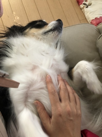 ペット日和_a0129492_19203648.jpeg