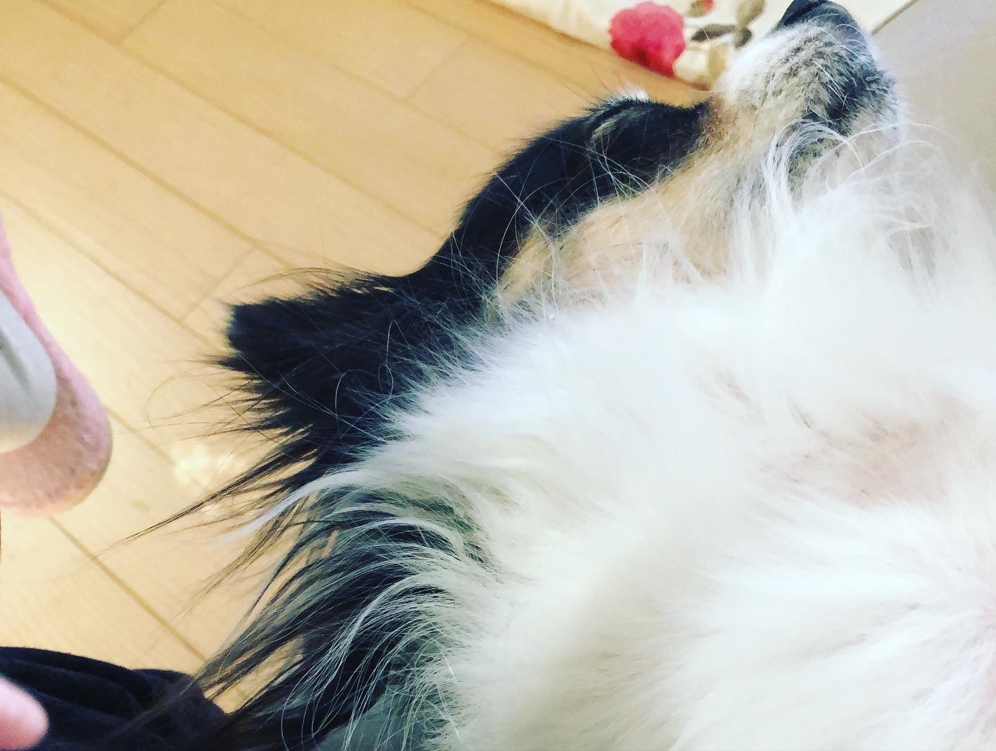ペット日和_a0129492_19215628.jpeg