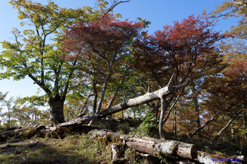 大台ケ原 ~シオカラ谷への道_e0366896_22181435.jpg