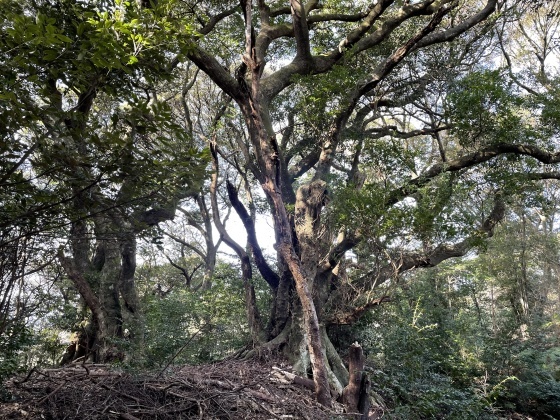 中古】埋もれていた朝倉文化 : 甘木・朝倉地方の発掘調査報告