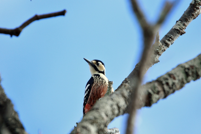 他の鳥達_f0221514_08075830.jpg