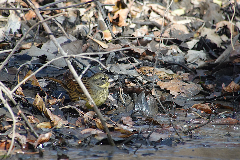 1/10  A公園にて　　　クロジ・ルリビタキ他_f0051915_06463462.jpg