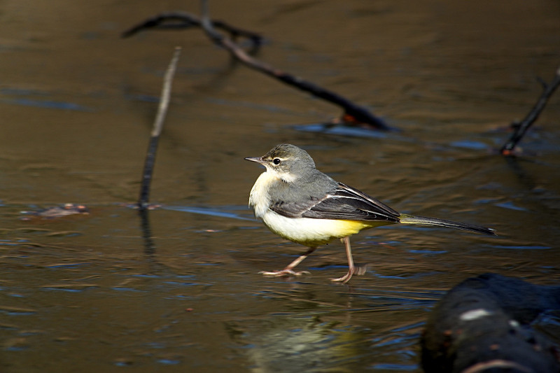 1/10  A公園にて　　　クロジ・ルリビタキ他_f0051915_06474392.jpg