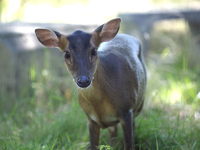 かわいいキョン 動物園放浪記 かわいいキョン 動物園放浪記