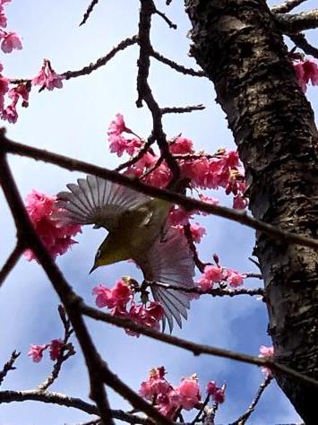 沖縄では桜祭りですが・・・_c0070933_09450655.jpg