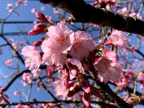 沖縄では桜祭りですが・・・_c0070933_10502122.jpg