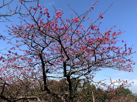 沖縄では桜祭りですが・・・_c0070933_10540274.jpg