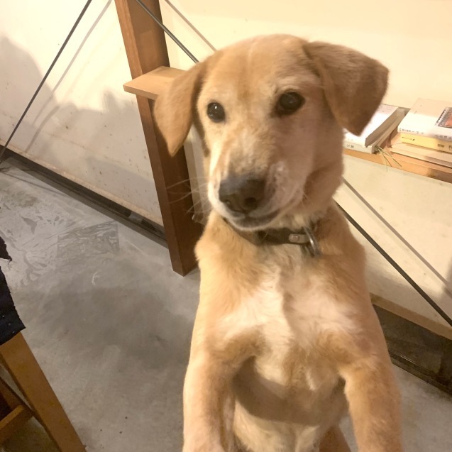 キャベツ大好き犬 Gallery円山ステッチ 佐野明子のblog キャベツ大好き犬 Gallery円山ステッチ 佐野明子のblog