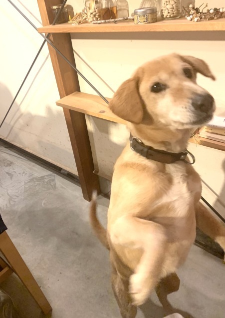 キャベツ大好き犬 Gallery円山ステッチ 佐野明子のblog キャベツ大好き犬 Gallery円山ステッチ 佐野明子のblog