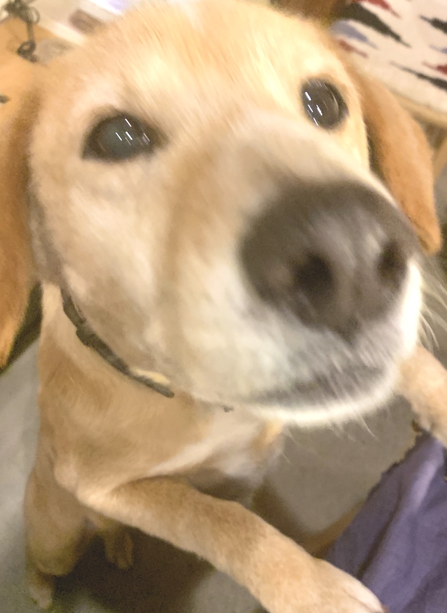 キャベツ大好き犬 Gallery円山ステッチ 佐野明子のblog キャベツ大好き犬 Gallery円山ステッチ 佐野明子のblog