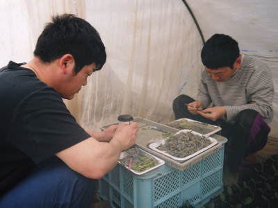熊本スイカ 苗床と定植前の様子(2021) その1:大玉スイカ『祭りばやし』_a0254656_17283712.jpg