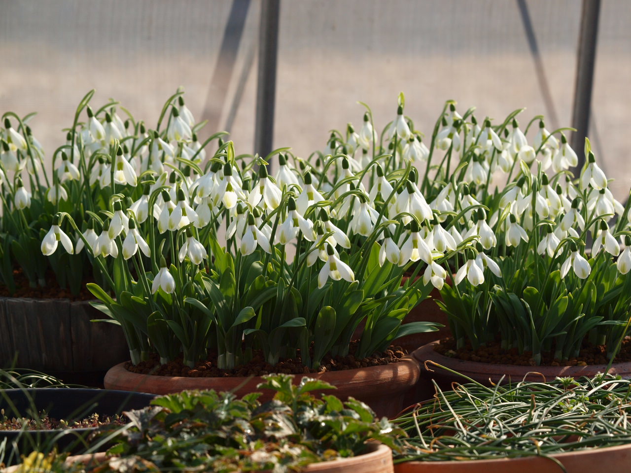 今日のスノードロップ Flowers