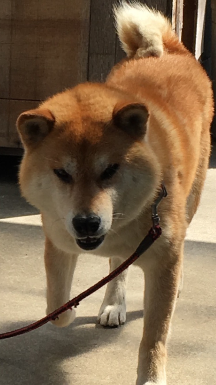 本社ビル売却_d0184114_19054702.jpeg