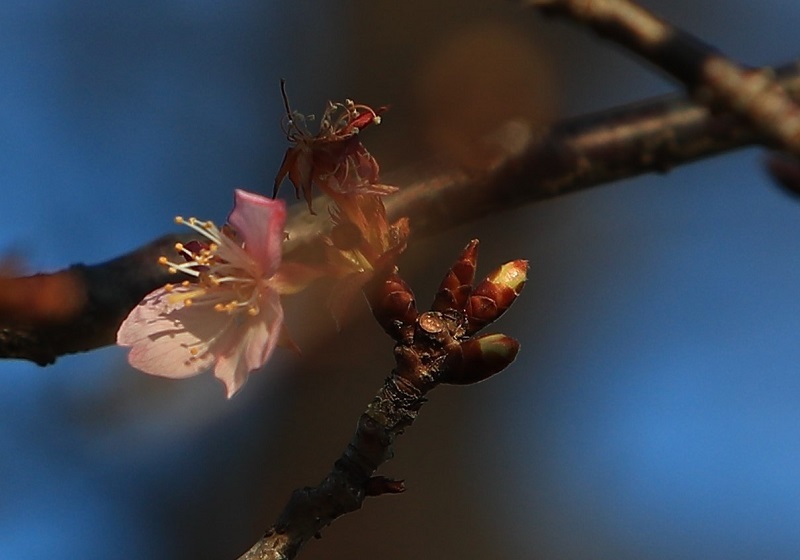 桜の花が・・・（４４７９）_e0349324_08572773.jpg