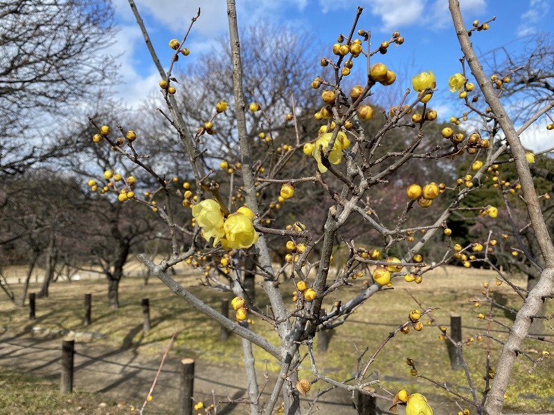 ソシンロウバイ・・_a0017634_16463268.jpg