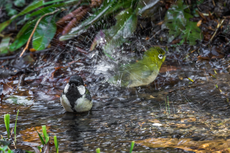 水場で小鳥の水浴び_d0377637_21072501.jpg