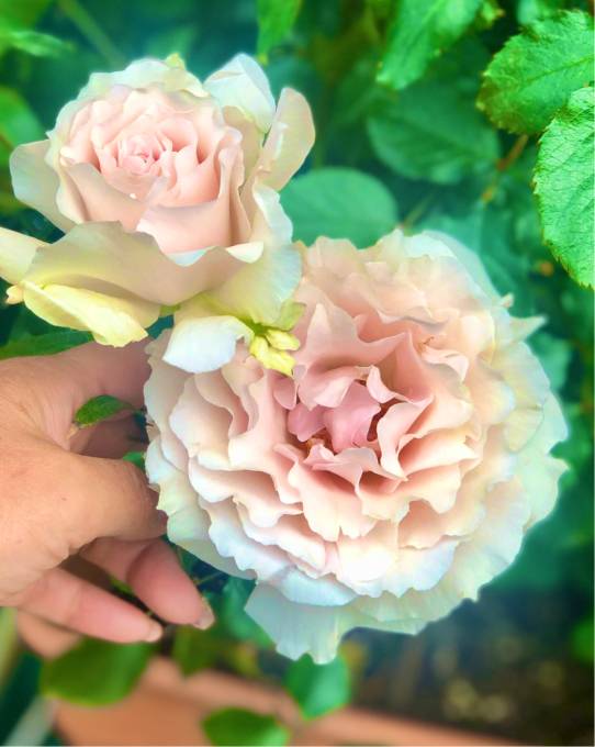 バラの用土替え ラマリエと 春の準備のお花達 薪割りマコのバラの庭