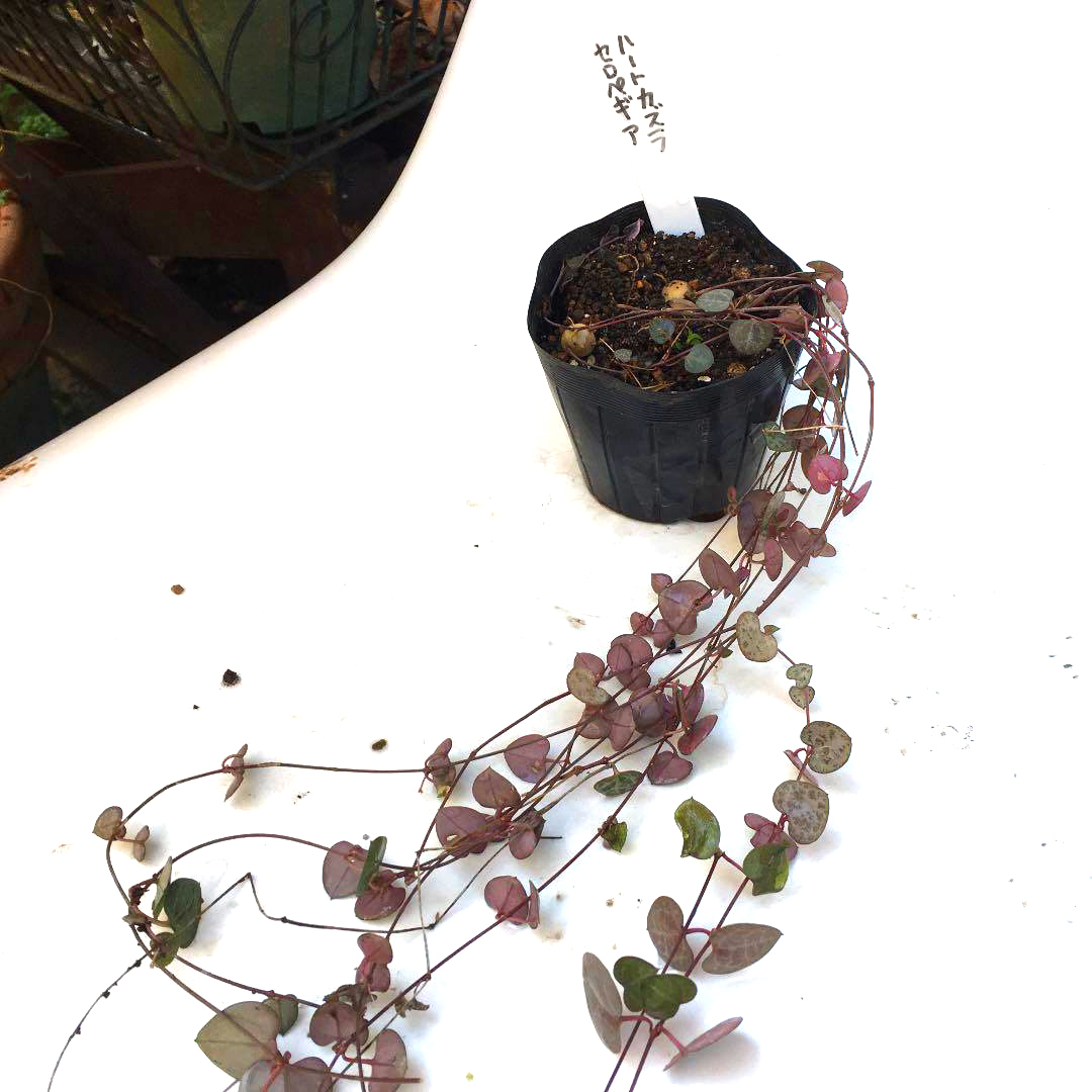 ハートカズラ セロペギア ウッディーレディ ハート Mayumin S Rose Garden Table 小さな秘密の花園で ハートカズラ セロペギア ウッディーレディ ハート Mayumin S Rose Garden Table 小さな秘密の花園で