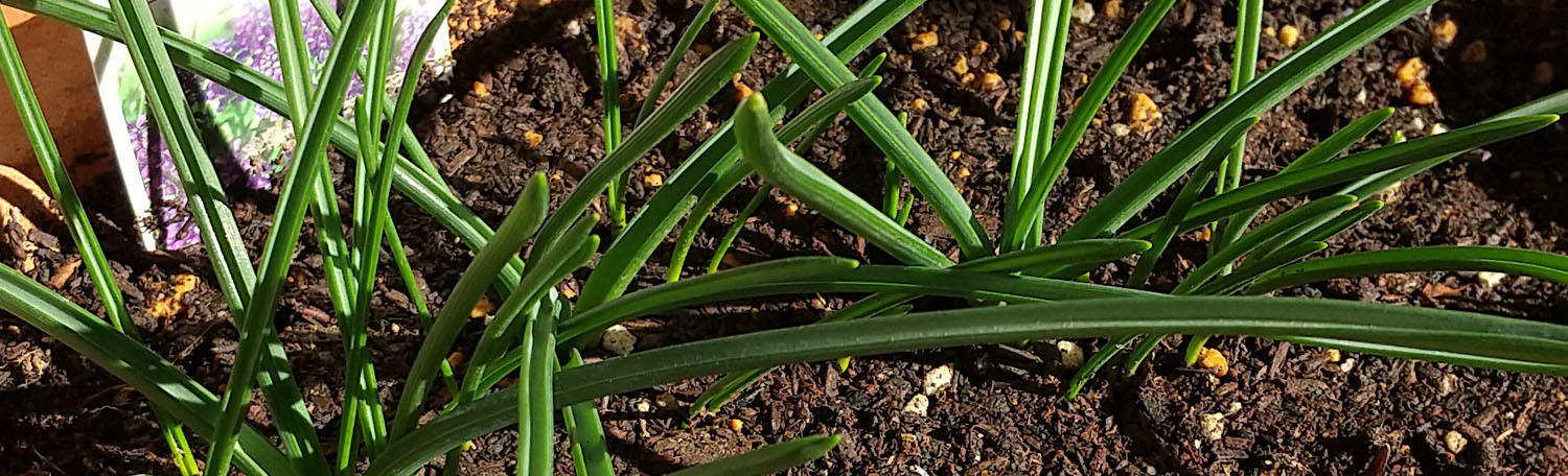 植物日記_b0192672_18565179.jpg