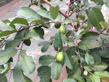 グァバの木 ハチドリのブラジル サンパウロ 時々日本 日記