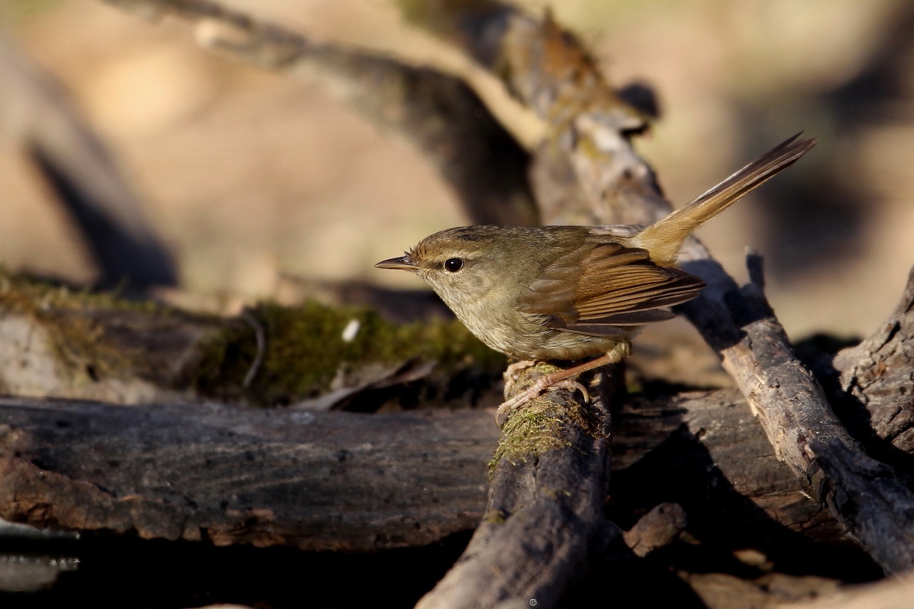 水場のウグイス ｔ ｈの野鳥写真