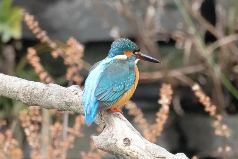 水辺の鳥6種類を一挙に公開、初登場はクイナ（水元公園） : 旅プラス