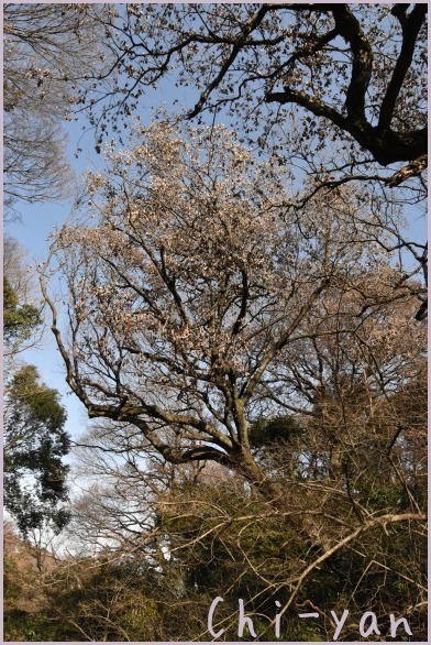 冬の自然教育園_e0219011_16215380.jpg
