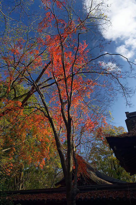 2020京都の紅葉・下鴨神社_f0032011_19315948.jpg