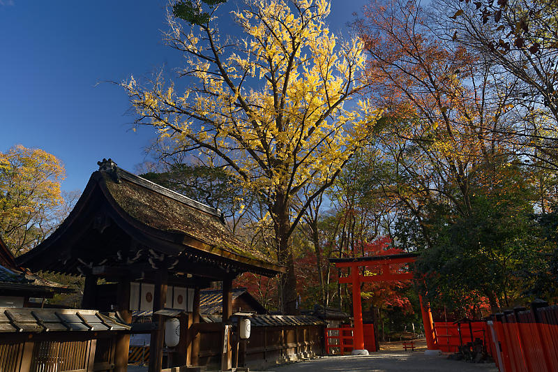 2020京都の紅葉・下鴨神社_f0032011_19315957.jpg