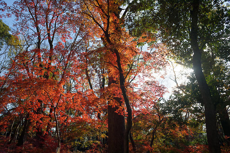 2020京都の紅葉・下鴨神社_f0032011_19320013.jpg